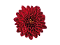 Dahlia rouge vif sur fond noir.