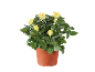 Rosier en pot avec des fleurs jaunes sur fond noir.