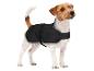 Chien Jack Russell Terrier dans un manteau de pluie noir