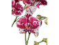 Gros plan d'orchidées tachetées roses et blanches vibrantes avec des tiges vertes sur fond noir.