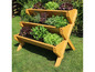 Jardinière en bois à quatre niveaux avec de la laitue, des herbes et du basilic.