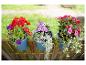Trois jardinières bleues avec des fleurs colorées suspendues à une clôture en bois.