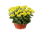 Chrysanthèmes jaunes en pot de terre cuite.