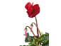 Cyclamen rouge avec bourgeons roses et feuilles vertes sur fond noir.