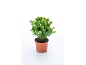 Plante de cactus de Noël en pot marron, avec des feuilles vertes et des bourgeons blancs.