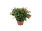 Cactus de Noël en pot avec des bourgeons et des fleurs rouges.