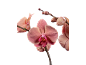 Orchidées roses avec des bourgeons sur fond noir.