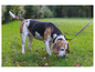 Un beagle sur une pelouse verte avec une laisse.