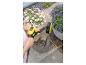 Femme nettoyant la terrasse avec un nettoyeur haute pression et une brosse, fleurs en arrière-plan.