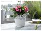 Une plante à fleurs roses dans un pot blanc en dentelle.