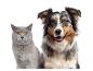 Un chat gris et un chien berger australien souriant côte à côte