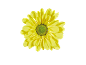 Marguerite jaune au centre vert sur fond noir.