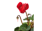 Cyclamen rouge avec un bouton et des feuilles vertes sur fond noir.