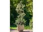 Plante grimpante fleurie dans un pot et un support métallique.