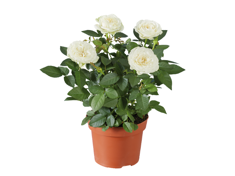 Rosier en pot avec des fleurs blanches, sur fond noir.
