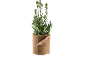 Plante de laurier dans un pot marron, ressemblant à du feutre.