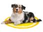 Chien australien sur un tapis citron.
