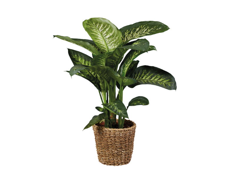 Plante d'intérieur aux feuilles vertes et blanches dans un panier en osier.