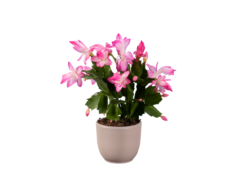 Plante de cactus de Noël fleurie avec des fleurs roses dans un pot beige.