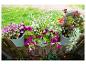 Pots de fleurs avec géraniums, pétunias et fuchsias suspendus à une clôture en bois.