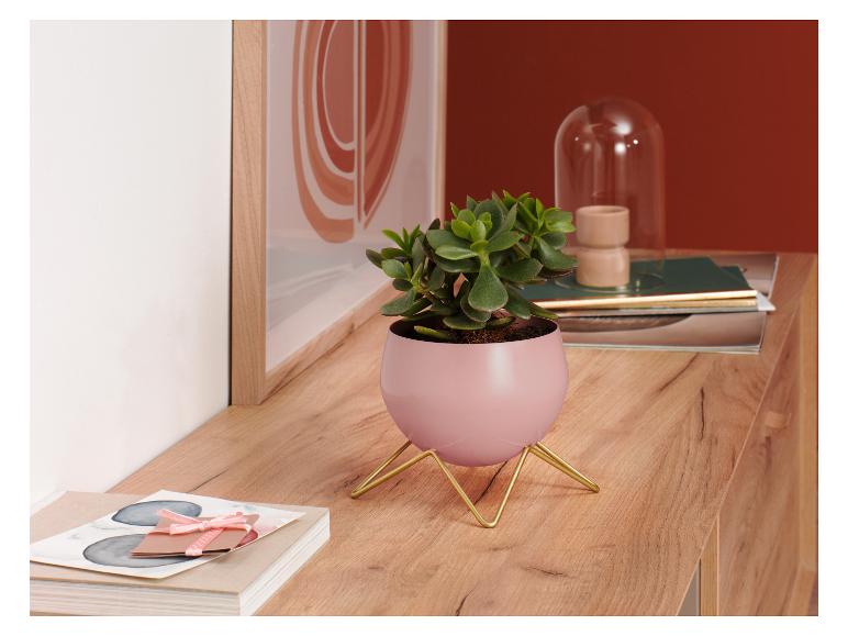 Pot(s) de fleurs décoratif(s)