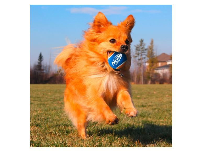 Chien courant dans l'herbe avec une balle bleue dans la gueule.