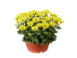 Chrysanthèmes jaunes dans un pot en terre cuite.
