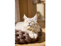 Chat duveteux se reposant dans un panier tressé marron pour animaux.