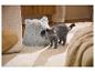 Niche pour chat MAX & MILA'S WORLD avec un chat British Shorthair gris à côté