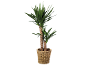 Plante de yucca dans un pot en osier tressé
