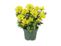 Chrysanthèmes jaunes en pot vert