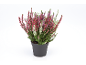 Plante de bruyère en pot noir avec des fleurs rouges, blanches et violettes.