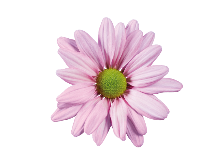 Marguerite rose au centre vert sur fond noir.