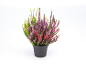 Plante de bruyère avec des fleurs roses, violettes et vertes dans un pot noir.