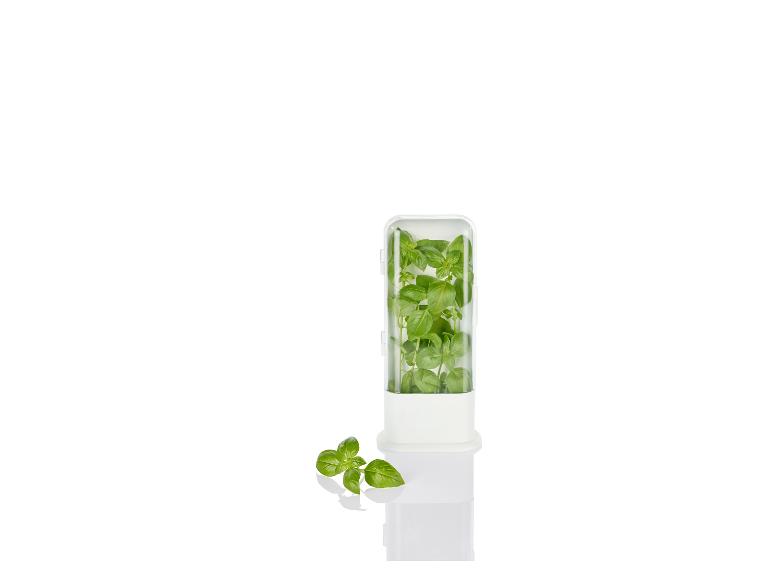 Un pot blanc avec du basilic à l'intérieur.
