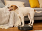 Un chien debout sur un aspirateur robot dans un salon.