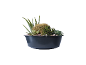Mélange de plantes grasses et cactus dans une jardinière noire.