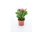 Plante de cactus de Noël en pot marron avec des bourgeons floraux roses et rouges.