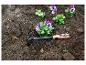 Pensées violettes plantées dans la terre à côté d'un outil de jardinage orange.