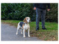 Un beagle sur un trottoir, tenu en laisse par une personne.