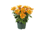 Chrysanthèmes oranges en pot avec des centres verts sur fond noir.