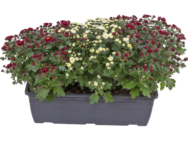 Chrysanthèmes en jardinière