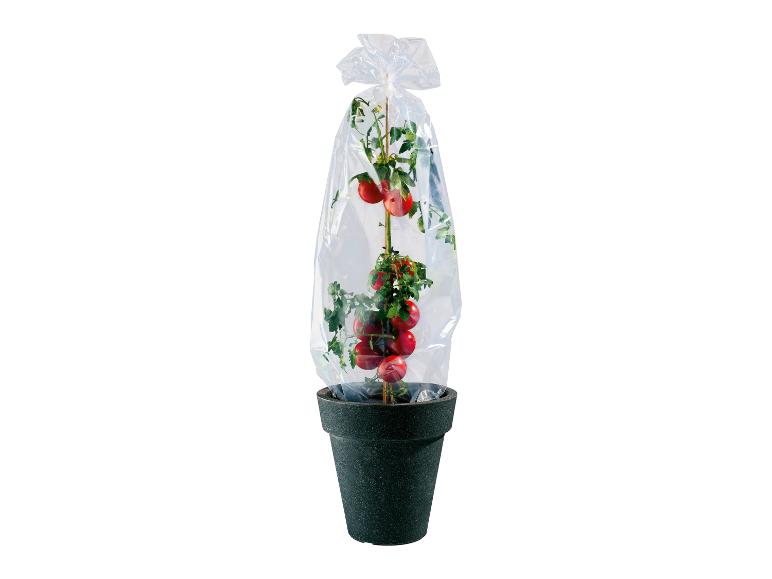 Un plant de tomate en pot, emballé dans du plastique.