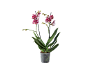 Orchidée Phalaenopsis aux fleurs tachetées rouges et blanches dans un pot transparent.