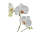 Orchidées blanches aux centres jaunes et rouges, avec des bourgeons verts, sur fond noir.