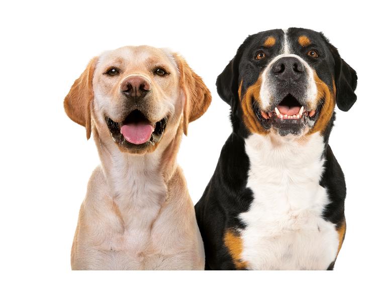Deux chiens, un golden retriever et un bouvier bernois, souriant à la caméra.