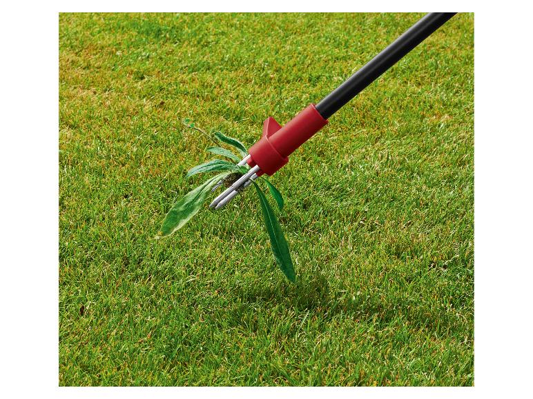 Désherbeur retirant une mauvaise herbe d'une pelouse verte