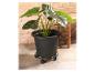 Plante verte dans un pot noir sur roulettes.