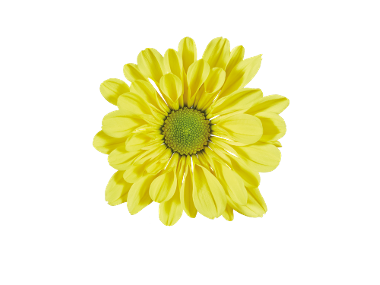Chrysanthème multifleurs