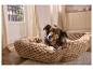 Chien couché dans un panier beige en forme de fleur dans une pièce lumineuse.